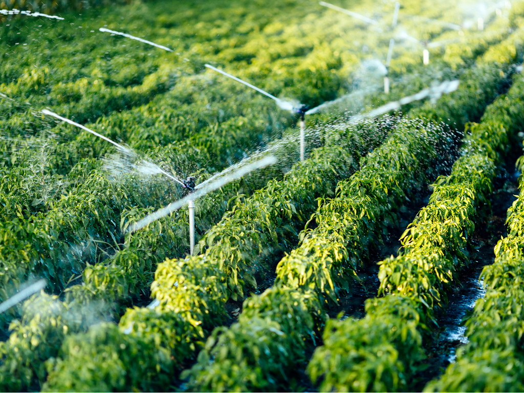 Microirrigazione